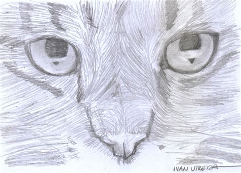 Gato A Lapiz Drawing Animales Gatos