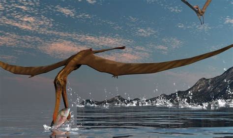 Researchers Find 125 Million Year Old Fossilized Remains Of Giant Pterosaur With 20ft Wingspan