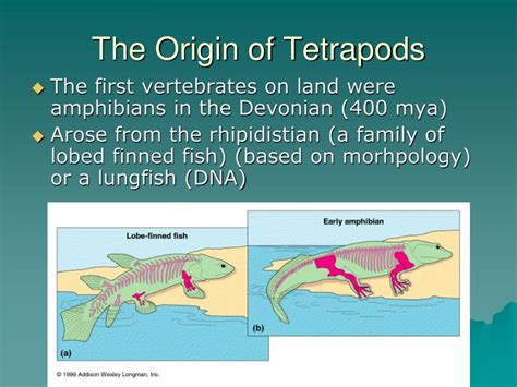 Ppt Evolution Of The Tetrapods Powerpoint Presentation Free Download