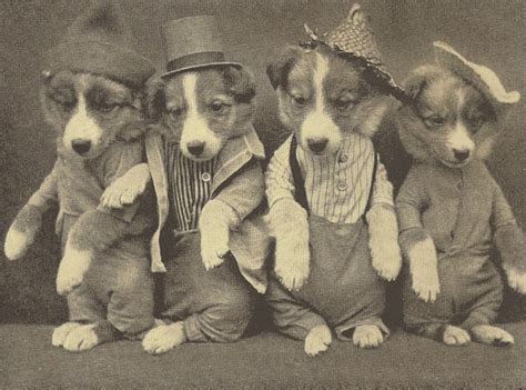 Vintage Pictures Of Cats And Dogs Dressed As People