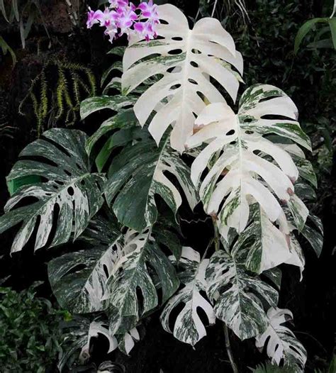 Jual Tanaman Hias Philodendron Monstera Variegata di lapak ...