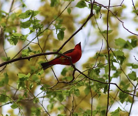 Scarlet Tanager In The Ncc Orléans Forest Area Rottawa