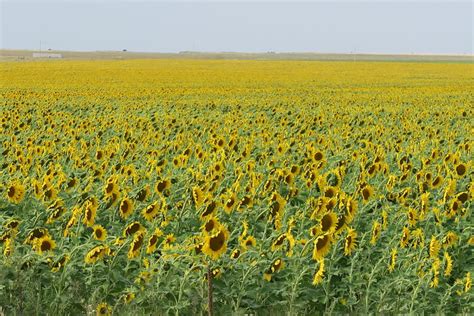 10 Beautiful Sunflower Fields You Can Visit Today