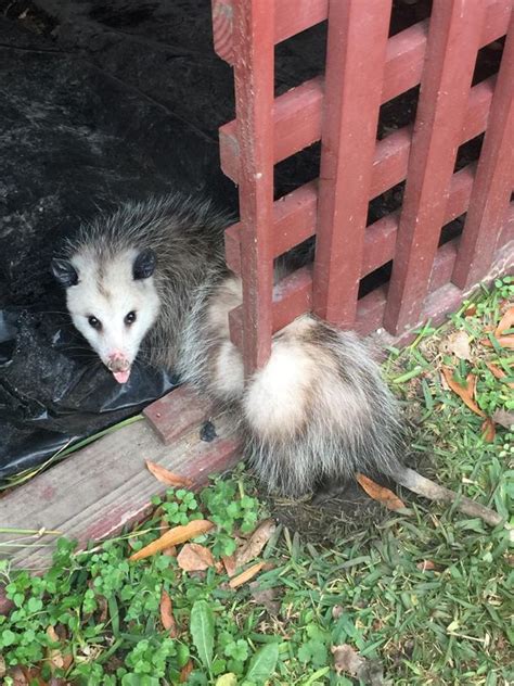 Partial To Home Possums Under The House The Dispatch