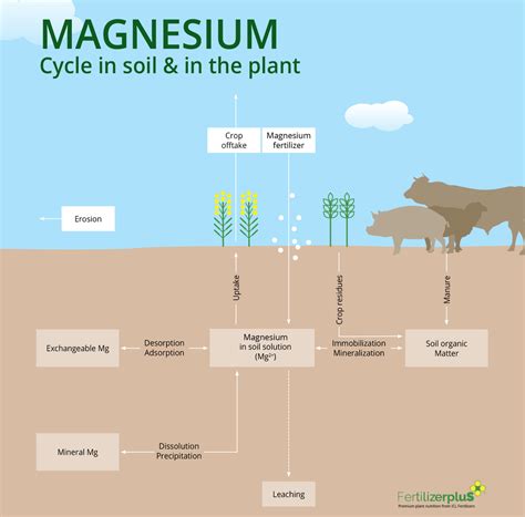 Magnesium Matters