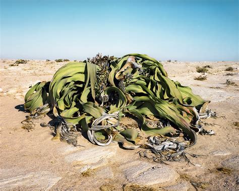 Artist Rachel Sussman Photographs The Oldest Living Things In The World