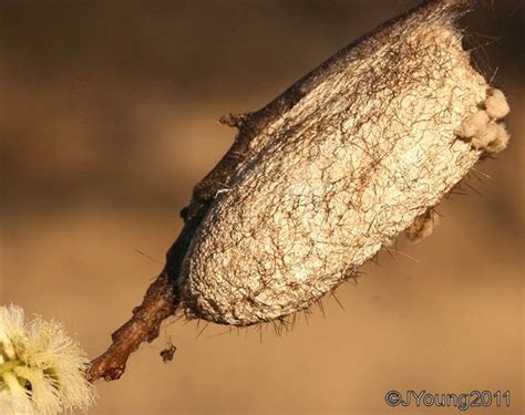 South African Photographs Moth And Cocoon Bristly Eggar