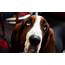 Dogs Hd Photo  HD Desktop Wallpapers 4k