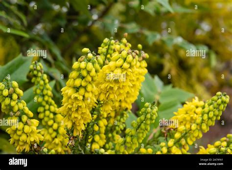 Leatherleaf Mahonia Flowers In Bloom In Winter Stock Photo Alamy