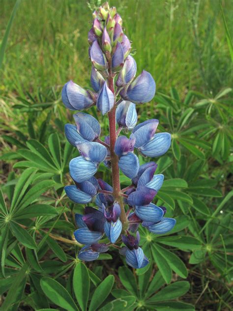 Perennis, of the eastern u.s., having tall. Sundial Lupine, also known as Wild Lupine, in Anne Arundel ...