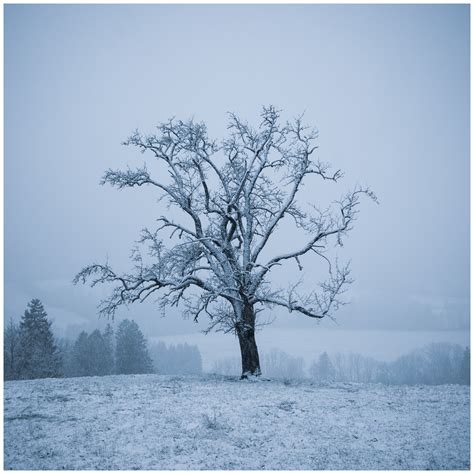 Lone Tree In Winter Focal World