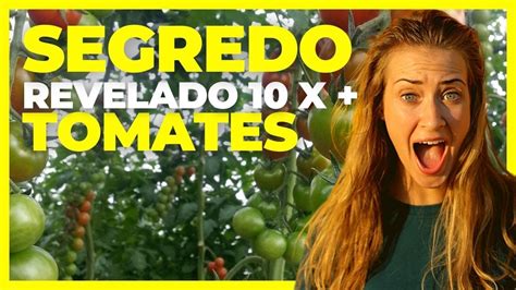 Segredo Revelado Como Fazer O Tomateiro Produzir 10 X Mais Tomates