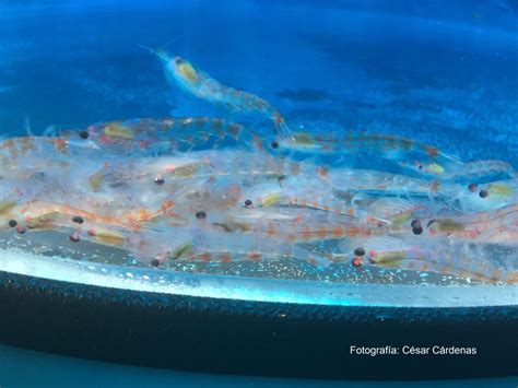 En Primer Día Mundial Del Krill Advierten Importancia De Crustáceo
