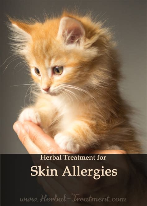 Skin Allergies In Cats Avnayt And Walthams Holistic Treatment Tradition