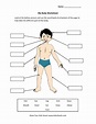 Science Worksheets For Grade 1 Body Parts - Pin on English worksheets ...
