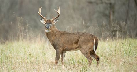 How To Age A Whitetail Buck On The Hoof Meateater Wired To Hunt