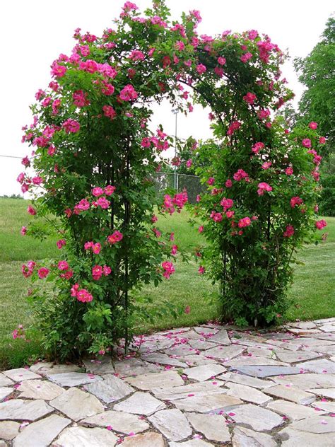 A Lovely Rose Arbor Rose Garden Design Rose Arbor Climbing Roses