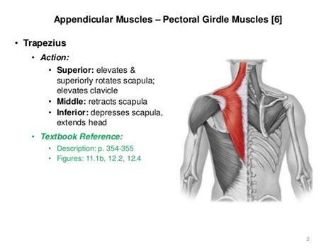 Activities 56 Appendicular And Axial Muscles