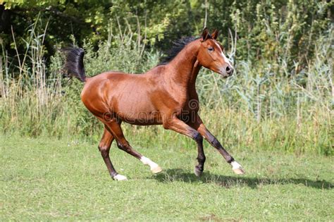 Horse stallion looking ahead with wavy mane and kind shiny eyes. Brown Arabian Horse Running Gallop On Pasture Stock Image ...