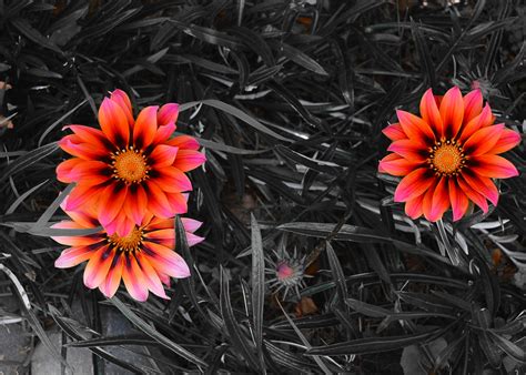 Post Your Selective Color Photos Here Page 11