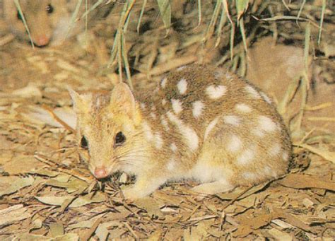 Eastern Quoll J01 Image Only