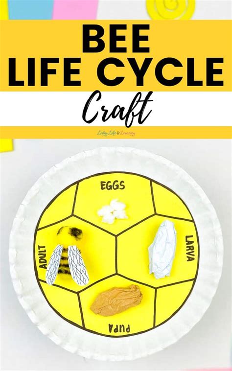 Honey Bee Life Cycle Worksheets Story
