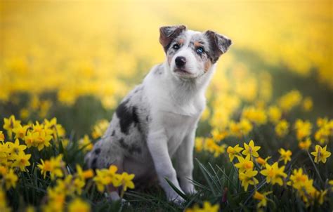 Spring Pets Wallpapers Wallpaper Cave