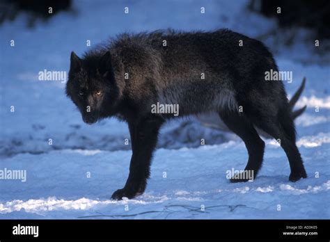 Gray Wolf Canis Lupus Female With A Black Coat In The Foothills Of The