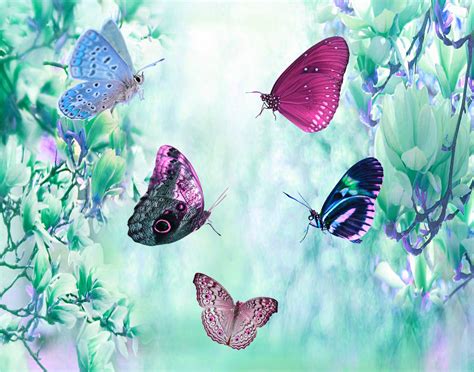 Butterfly Png Overlays Photoshop Overlays Digital Photo Etsy