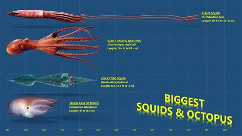 The 10 Biggest Cephalopods Ever Recorded Squids And Octopuses Youtube