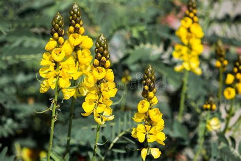Yellow Lupin Flowers In Bloom On A Sunny Day Stock Photo Image Of