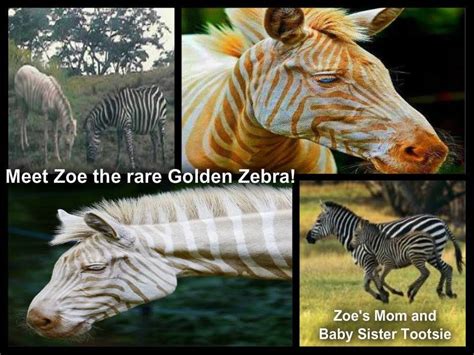 Zoe The Golden Zebra Zebras Cute Animals Zebra