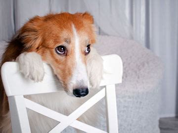 Ist ihr hund für wenige stunden am tag alleine zuhause, gibt es coole gadgets, mit denen sie von unterwegs mit ihrem vierbeiner kommunizieren können. Aus diesem Grund sollten wir unsere Hunde nie alleine lassen