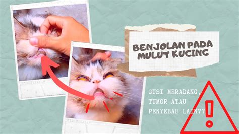 Benjolan Pada Mulut Kucing Edukasi Merawat Dan Memelihara Hewan