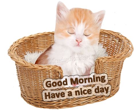 Good Morning Wishes With Cat Pictures Images Page