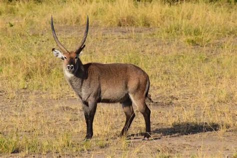 Top 10 Antelope Species In Africa