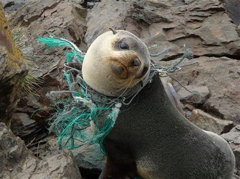 Fur Seal Tangled In Fishing Net Animals Plastic Pollution Sea Pollution