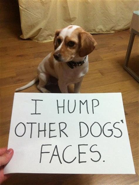 1 Dog Shaming Funny Pictures 3 Dump A Day