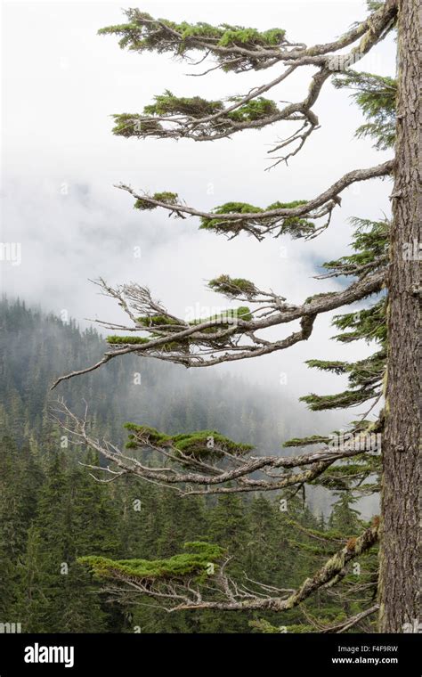 Washington Mount Rainier National Park Evergreen Trees In Fog Credit