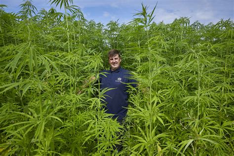 Bed Maker Becomes Uks Largest Hemp Grower Following North Yorkshire