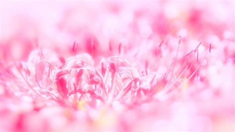 Pink Glittering Flower Background Hd Pink Background Wallpapers Hd