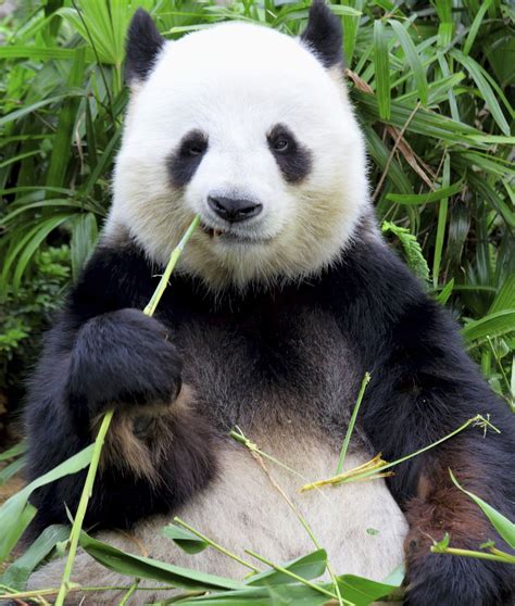 11 Picky Eaters Of The Animal Kingdom Giant Panda Bear Panda Bear