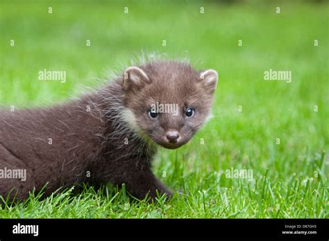 Pine Marten Martes Martes Kit Playing Hi Res Stock Photography And