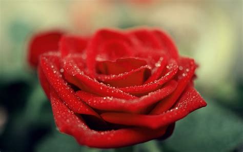 Wallpaper Flower Hd Rose GAMBAR BUNGA