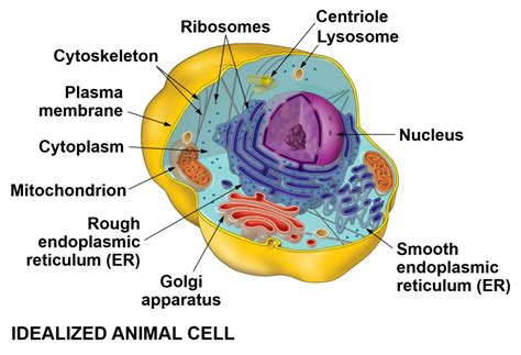 Animal Cell Diagram Quizlet