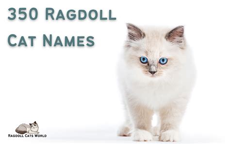 350 Names For Ragdoll Cats A Comprehensive List