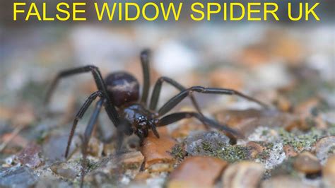 False Widow Spider Uk Steatoda Grossa Youtube
