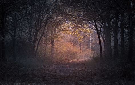 Autumn Backlit Branch Dark Dried Leaves Environment Fall Fog