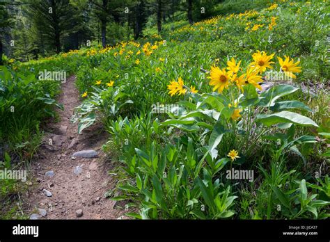Rocky Mountain Meadow Flowers Stock Photos And Rocky Mountain Meadow