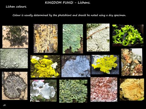What Is A Lichen Botany Brisbane